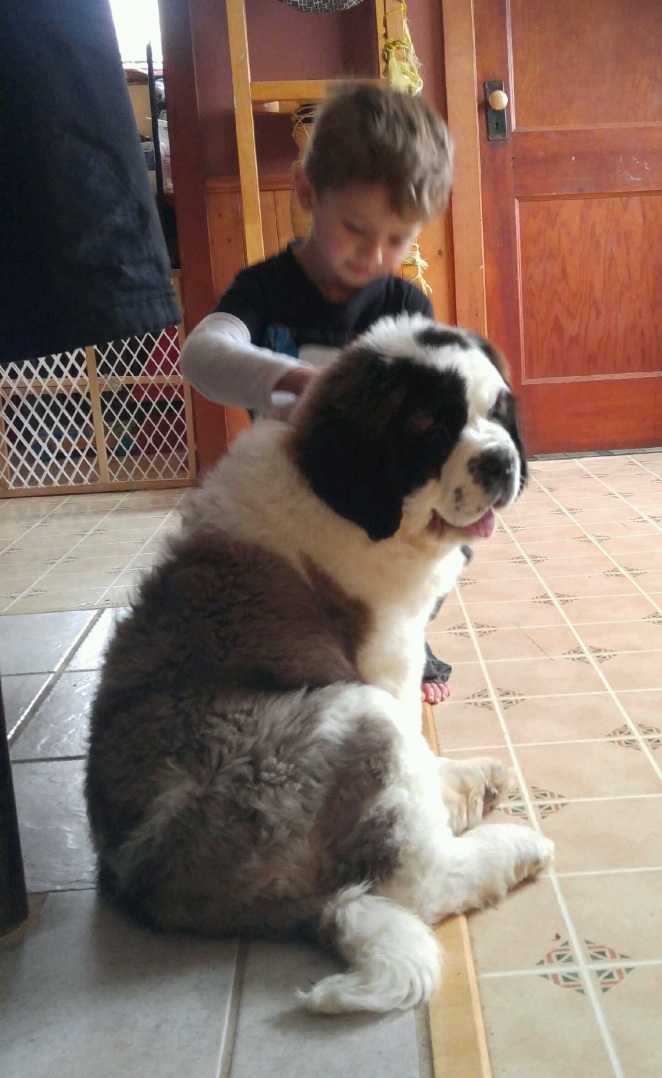 st bernard and newfoundland mix