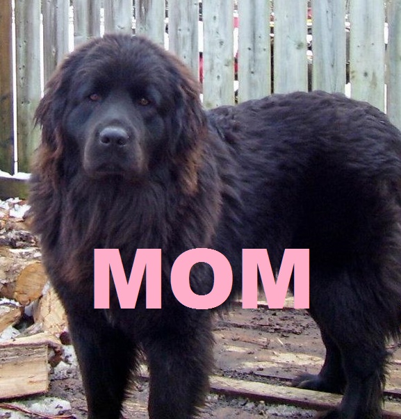 newfoundland x bernese mountain dog